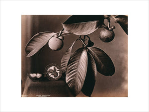 A Mangosteen Plant (Garcinia Mangostana): fruiting branch and halved fruit, 1876-1911